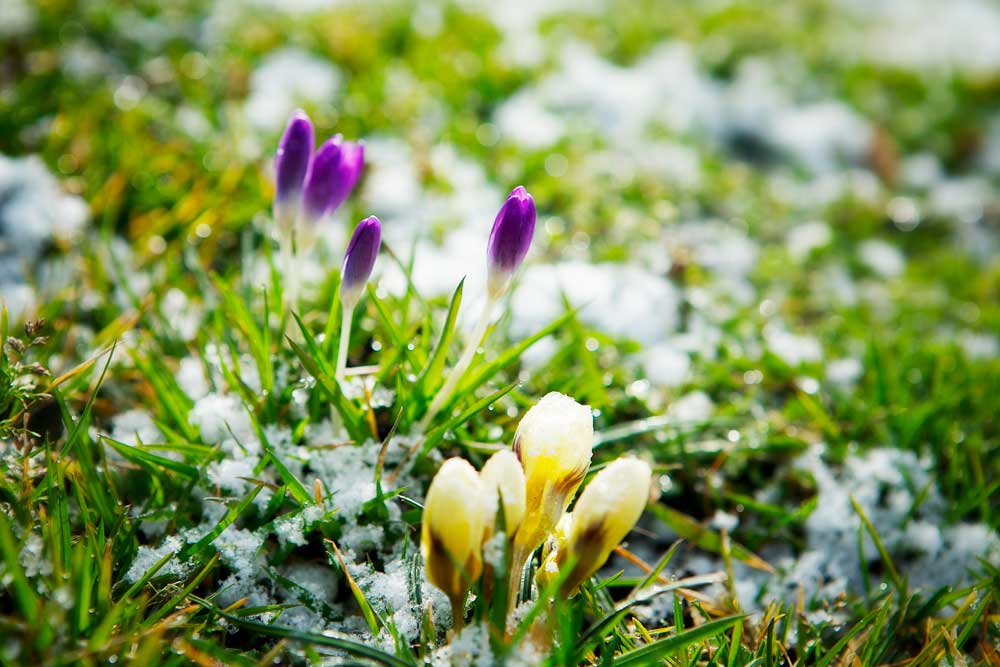 Foto přirozené světlo: Květy rostoucí ve sněhu