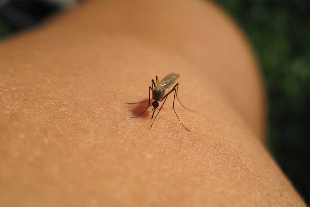 Jak na komáry - ilustrační foto